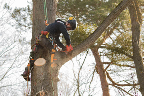 man with rope and tree climbing spikes holding a chainsaw cutting a tree branch 