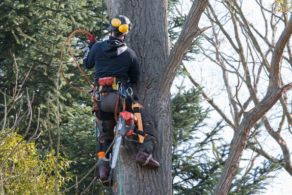 Man climbed on a big tree