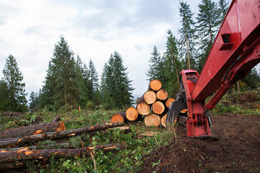 tree stumps with red excavator