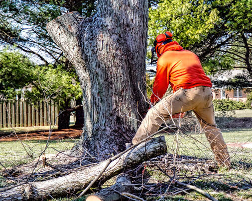 man with orange sweater holding a chainsaw leaning down to cut tree