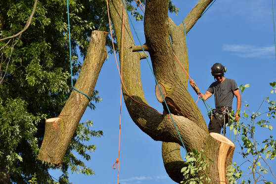 Man with rope and tree climbing spikes taking down tree branches