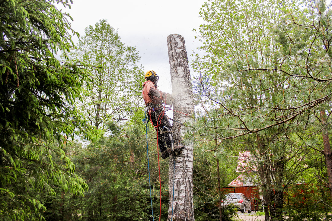Man with tree climbing spikes on large tree stump