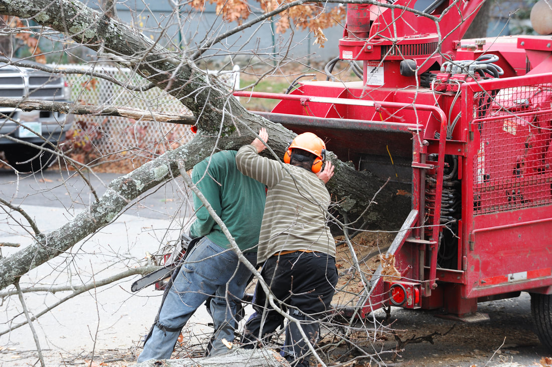 Two men putting a a large tree branch into a red wood chipper