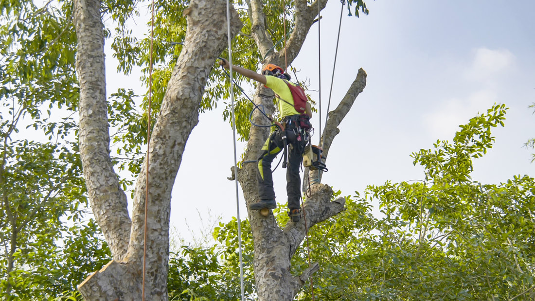 man with tree climbing spikes on large tree